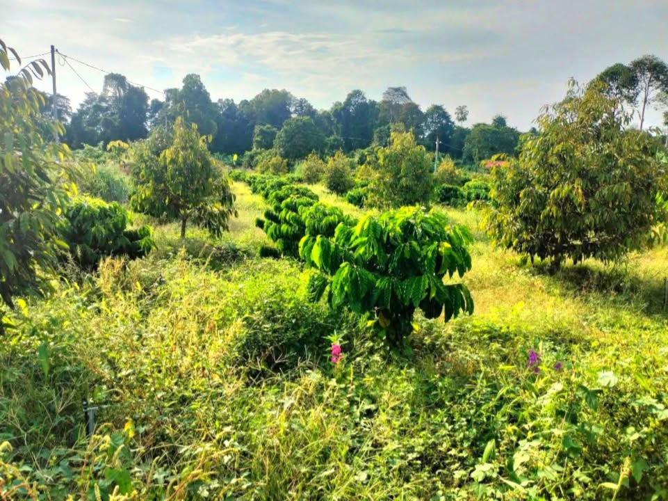 Farm 8.000m² đường Đất, Bình Tân giá 4.6 tỷ - Vườn trái cây và nhiều tiềm năng!