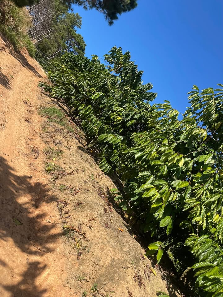 Đất nền 1,1ha tại Đoàn Kết, Lâm Hà - Giá chỉ 2,1 tỷ - Đầu tư sinh lời ngay!