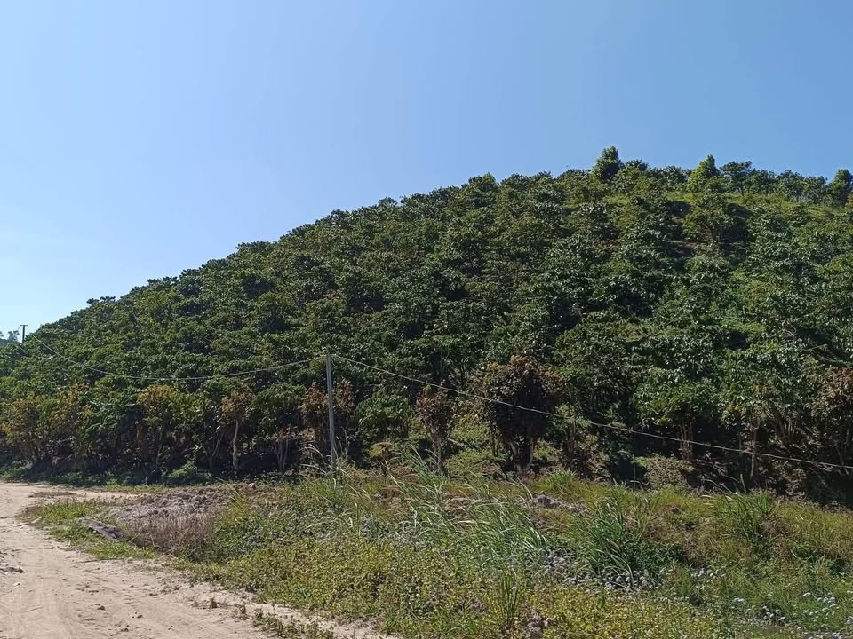 Đất nền Phú Sơn Lâm Hà 11,748m² giá 2.8 tỷ - Đường bằng phẳng, tiềm năng phát triển!