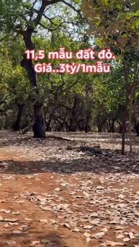 Đất Farm 11,5 mẫu tại Túc Trưng, Định Quán - Giá chỉ 3,45 tỷ VND