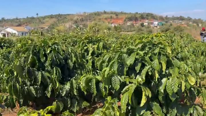 Đất vườn 4320m² tại Nam Giang, Tuy Đức chỉ 850 triệu - Sở hữu ngay lô đất đẹp!