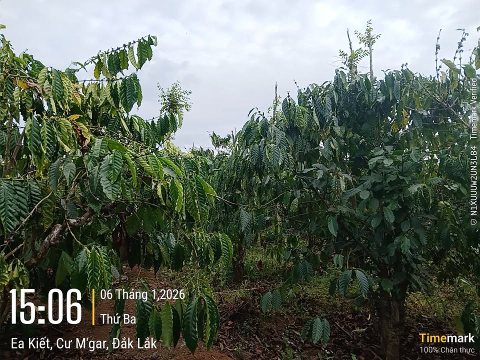 Đất nền 2ha tại Ea Ktur, Cư Kuin chỉ 4 tỷ - Cơ hội đầu tư hấp dẫn!