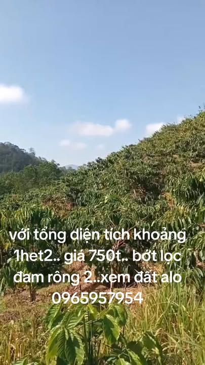 Đất nền 12000m² tại Xã Rô Men, Huyện Đam Rông - Giá thỏa thuận hấp dẫn!