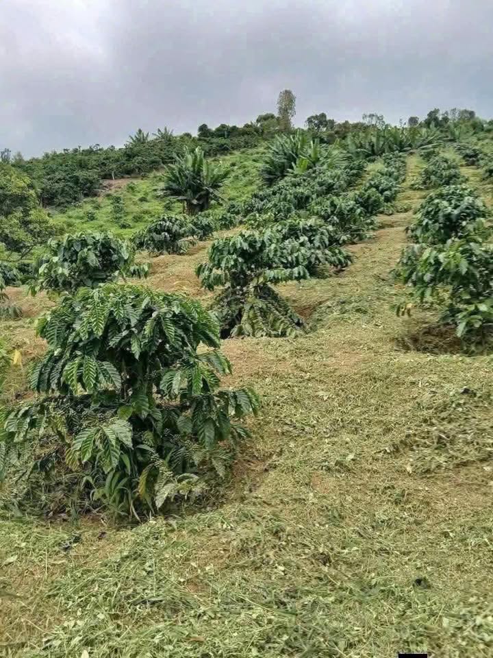 Đất 3 sào Lộc An Bảo Lâm 1.8 tỷ - Đầu tư sinh lời tốt!