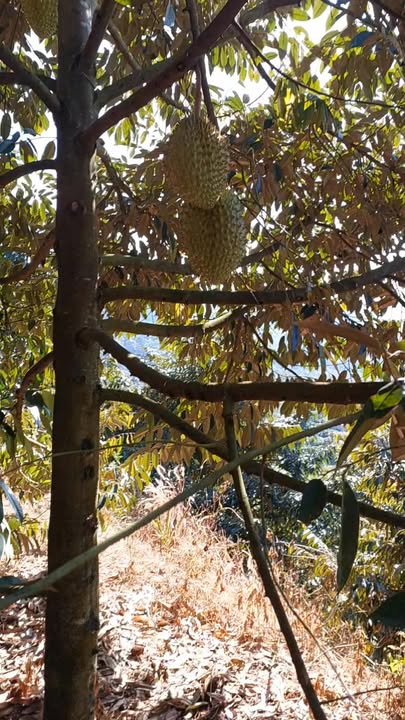 Đất nông nghiệp Sơn Hiệp 20.000m² giá 5.2 tỷ - Cơ hội đầu tư sinh lời!