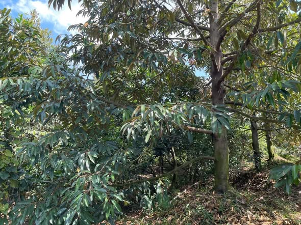 Đất sầu riêng 36.000m² tại Thành Phố Tây Ninh giá 6.9 tỷ - Đầu tư sinh lời ngay!