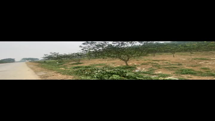 Đất nông trường 2000m² mặt đường TL438B - Cơ hội đầu tư hấp dẫn!