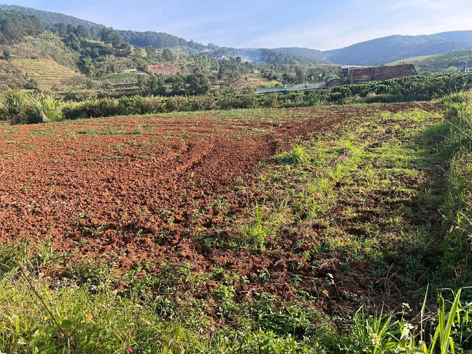 Cho thuê đất Farm 14000m² tại Thị trấn Nam Ban, Lâm Hà - Giá 70 triệu/năm, đất đẹp trồng là ghim!