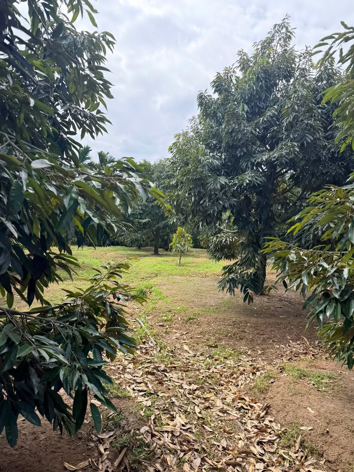 Đất Farm Cư Bông, Ea Kar 5,2 sào - Sổ đỏ chính chủ, Giá chỉ gần 2 tỷ!