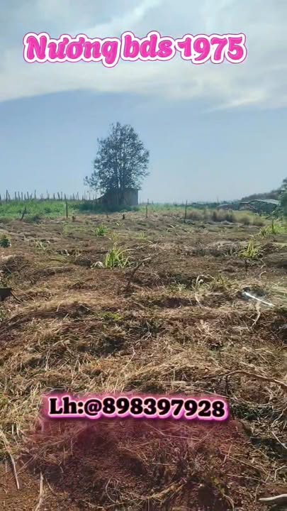 Đất nông nghiệp xã Gia Viên, Chư Pờ Đông 2,7ha giá chỉ 2.85 tỷ - Cơ hội vàng cho đầu tư!