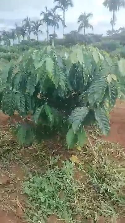 Farm 7000m² tại Tam Kỳ, Quảng Nam - Giá chỉ 1 tỷ, cơ hội đầu tư hấp dẫn!