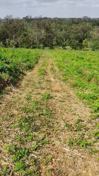 Đất nông nghiệp 1.2ha tại Ea Tul, Cư M'gar - Giá chỉ 1.6 tỷ VND!