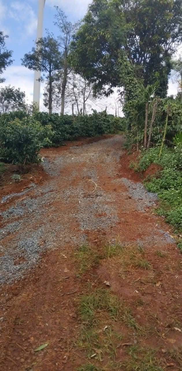 Farm 1.5ha tại thôn 8, xã Ea H'leo, giá chỉ 3 tỷ - Đầu tư sinh lời ngay!