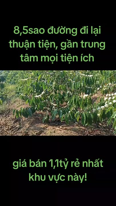 Đất nền 8000m² Thị trấn Ia Ly, Huyện Chư Păh - Giá rẻ, thuận tiện di chuyển!