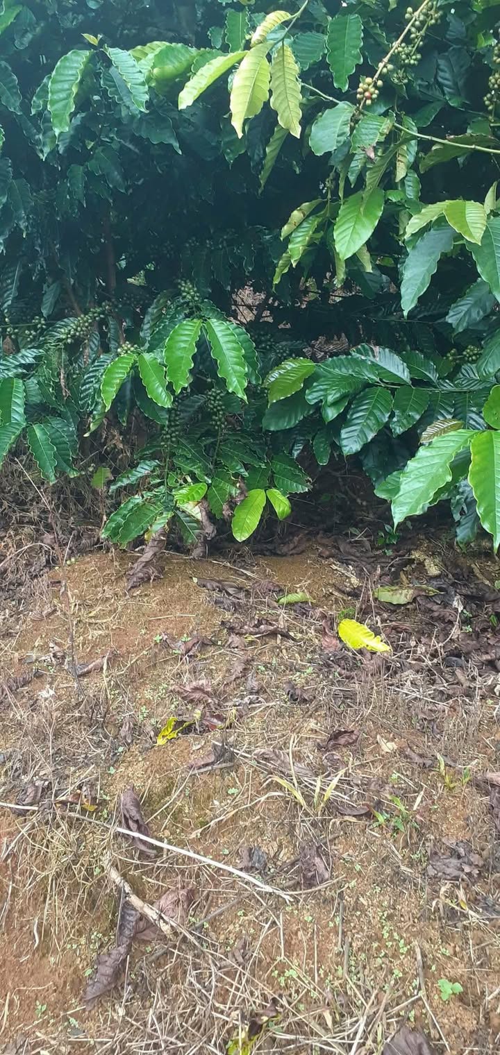 Đất Lộc Châu Bảo Lộc 4.3 sào giá 1.6 tỷ - Đầu tư sinh lời ngay!