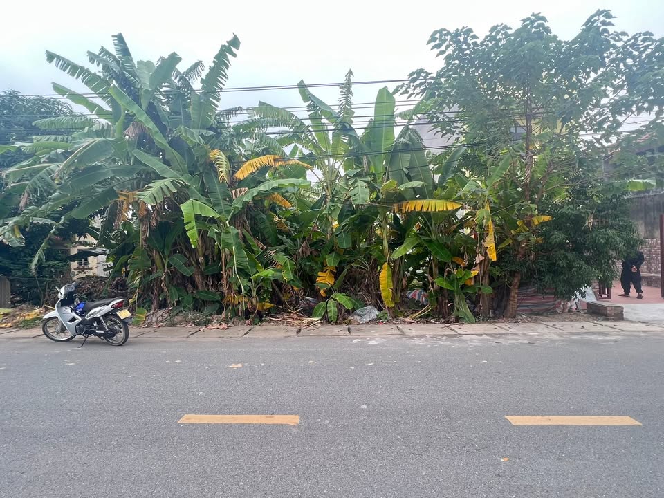 Đất nền 100m² Khu Cầu Sa Lộc, Lâm Thao - Giá 1.6 tỷ, Sổ đỏ chính chủ!