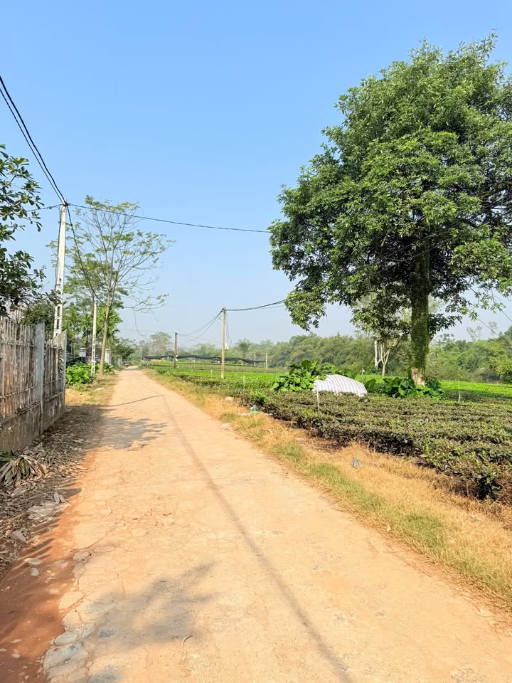 Đất cây lâu năm Tân Cương 700m² giá 990 triệu - Mặt tiền đường bê tông 22m