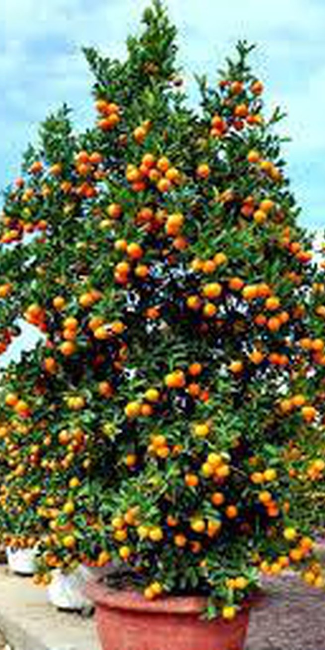 Chung cư Athena Ngọc Hồi 67m² giá 4 tỷ - View đẹp, sẵn sàng ở ngay!