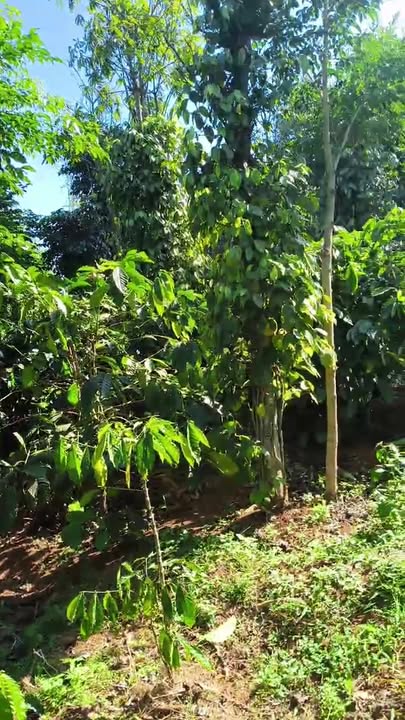 Đất nền 4,5 sào tại Xã Thuận Hạnh, Đắk Song giá chỉ 900 triệu - Cơ hội đầu tư hấp dẫn!