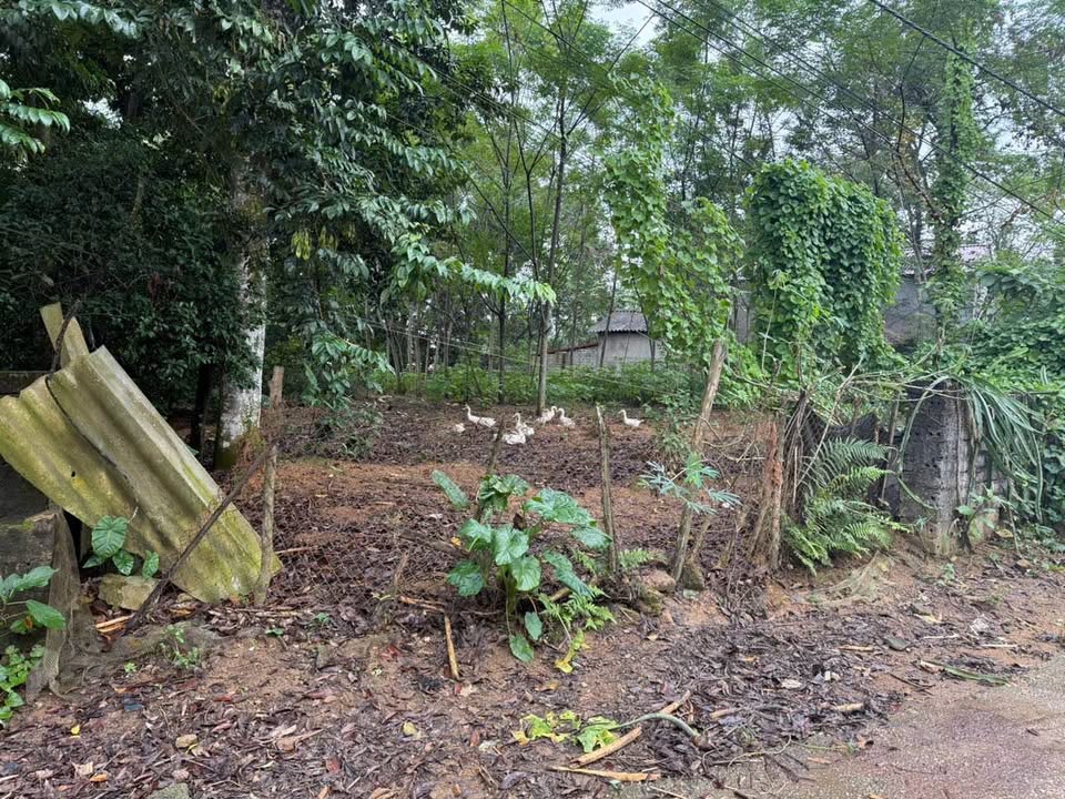 Đất nền Bảo Thanh Phù Ninh 706m² giá chỉ 1 tỷ - Đầu tư hợp lý dành cho bạn!