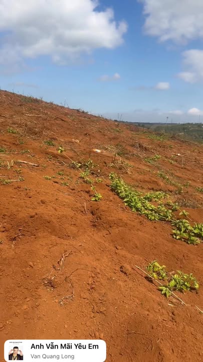 Farm 3ha tại Chợ Mới, An Giang giá 3 tỷ - Đường xe gầm thấp vào tận nơi!