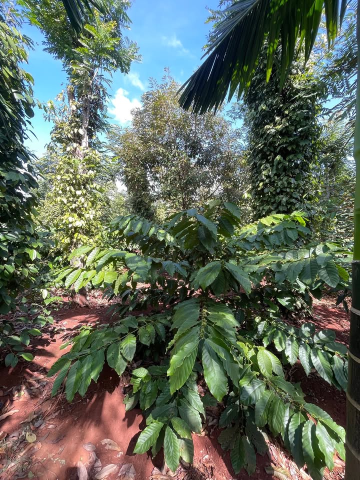 Lô rẫy 6,9 sào tại xã Băng A Drênh, giá chỉ 2.62 tỷ - Đầu tư sinh lời ngay!