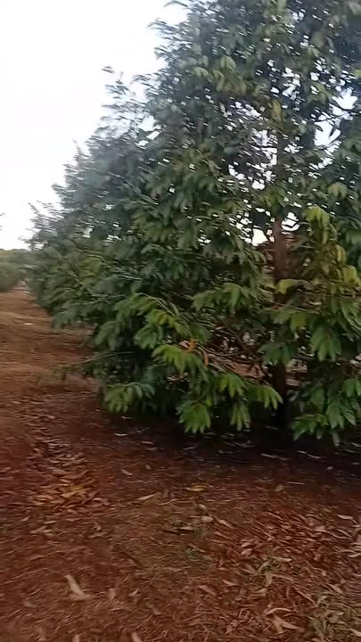 Đất Farm 7 sào tại xã Đak Nhau, huyện Bù Đăng - Sổ sách đầy đủ, mặt đường bê tông