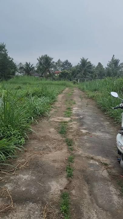 Đất nền 500m² Phú Tân, Bến Tre giá 650 triệu - Đường ô tô thuận tiện di chuyển!