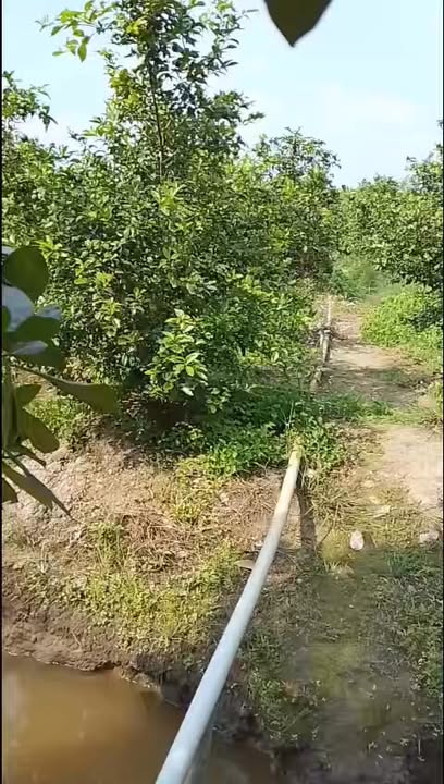 Đất vườn Cái Bè 20.000m² giá 6.6 tỷ - Hệ thống tưới tiêu hoàn chỉnh!