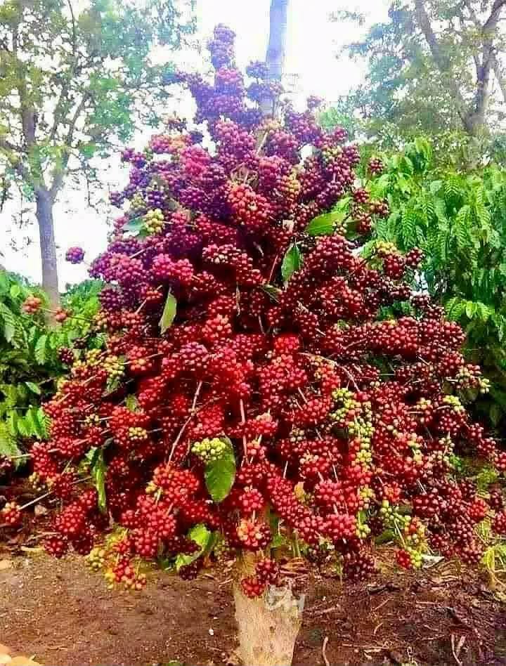 Đất nền xã Gia Kiệm 100m² giá 1.02 tỷ - Đầu tư sinh lời ngay!