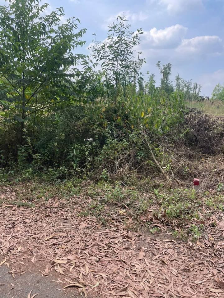 Đất thổ cư Suối Rao Châu Đức 135m² giá 480 triệu - Bán gấp chính chủ!