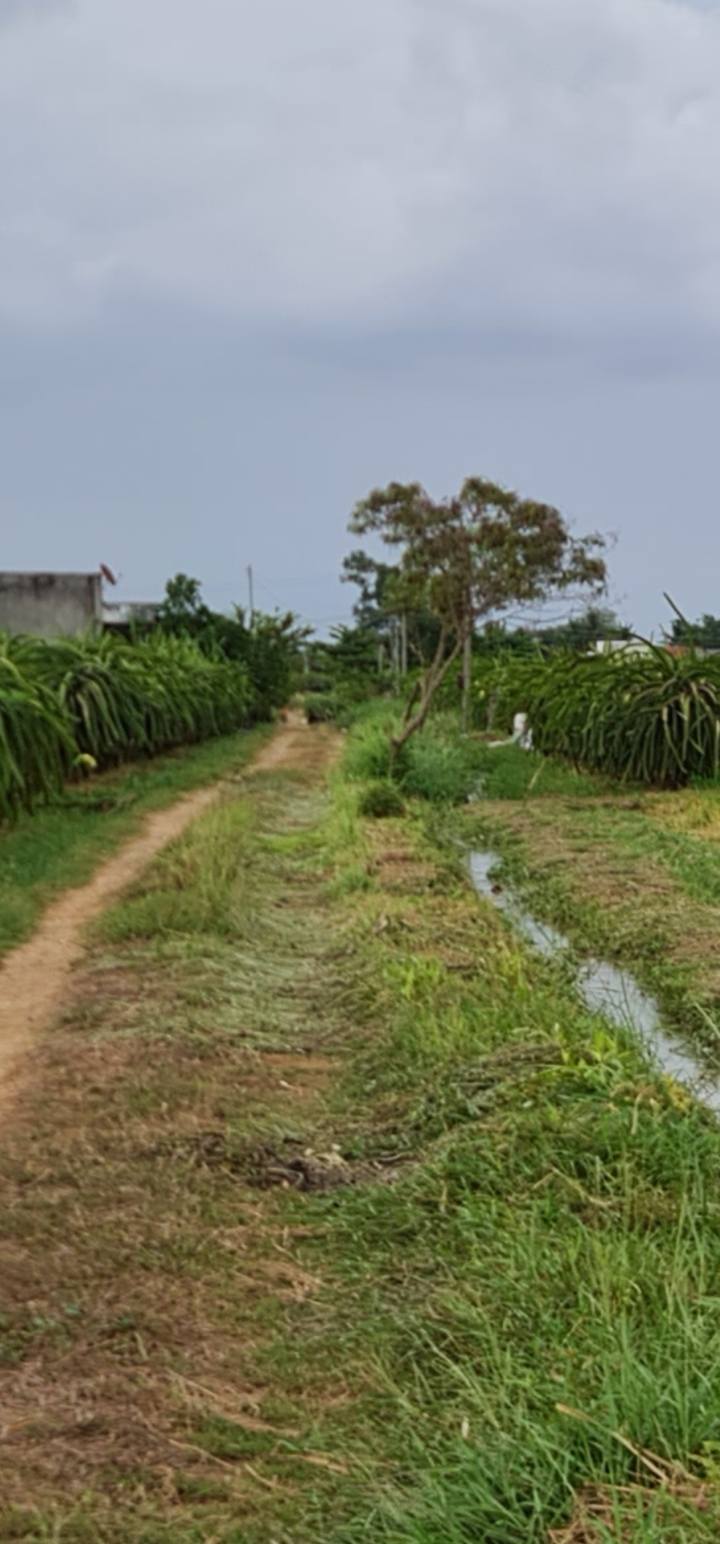 Đất Sào Hàm Liêm, Bình Thuận 4,8 sào giá 1,6 tỷ - Cơ hội đầu tư hiếm có!