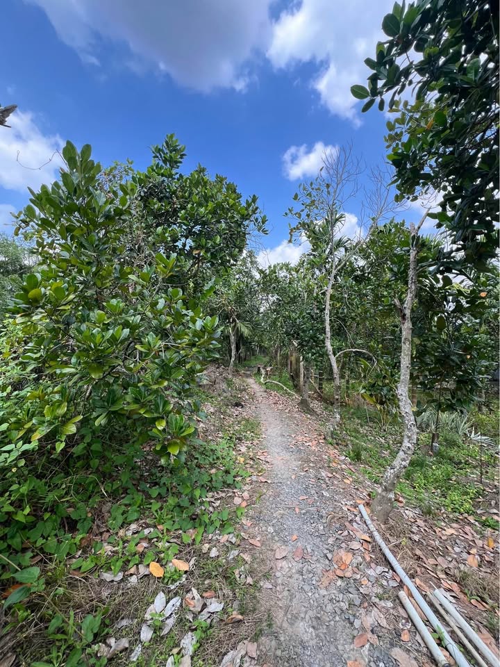 Đất nền Đông Lợi B, Hậu Giang 1000m² giá 400 triệu - Sổ hồng riêng chính chủ!