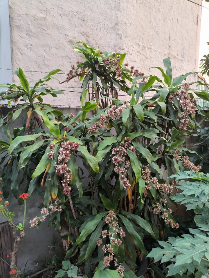 Đất nền Xã Song Phượng, Huyện Đan Phượng 80m² - Cần bán gấp trước Tết!