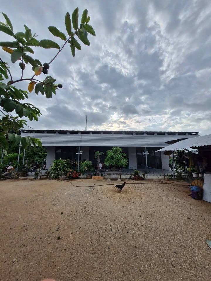 Đất nền thổ cư 1000m² tại Cam Thành Nam, Cam Ranh - Giá chỉ 4 tỷ!