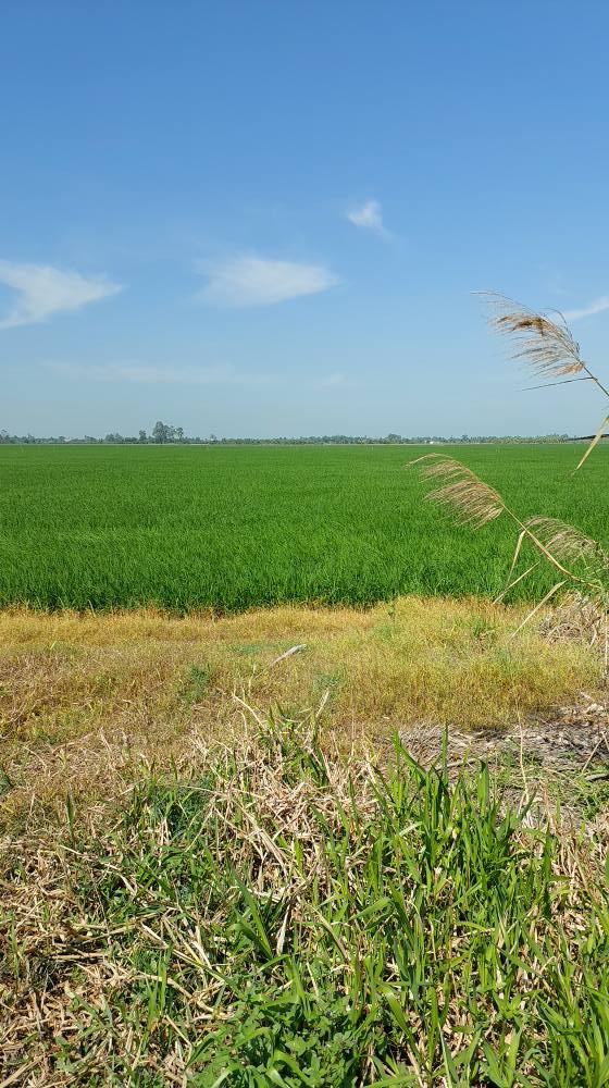 Đất nền Ấp Tân Tiến, xã Giục Tượng, 4000m² giá chỉ 500 triệu - Cơ hội đầu tư tốt!