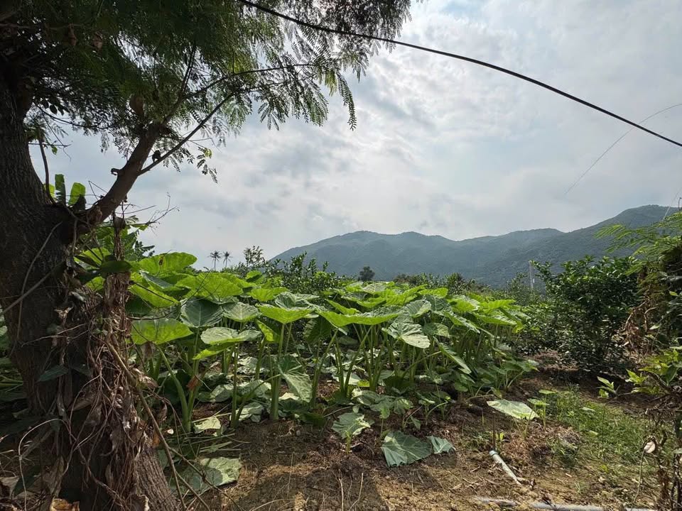 Lô đất tại Diên Toàn, Diên Khánh 138m² giá 1.794 tỷ - View cánh đồng tuyệt đẹp!