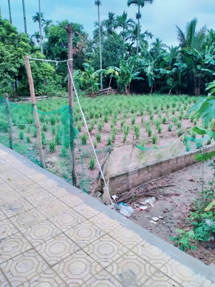 Đất thổ cư thôn 6, Xã Chính Lý, 131m² giá chỉ 2.4 tỷ - Cơ hội đầu tư tuyệt vời!