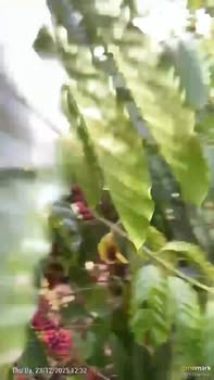 Đất nông nghiệp 1.2ha tại xã Ea M'DRóh, huyện Cư M'gar - Sổ đỏ chính chủ, giá 800 triệu!