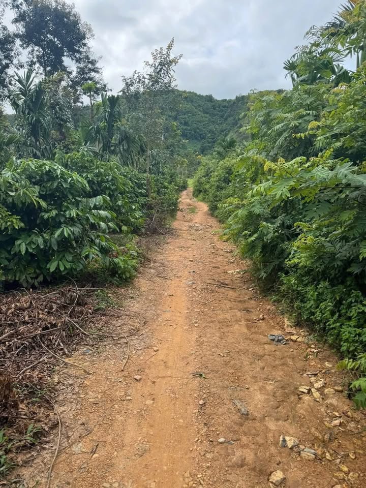 Đất nông nghiệp tại xã Dray Bhăng, huyện Cư Kuin 55.000m² giá 1.485 tỷ - Cơ hội đầu tư tuyệt vời!