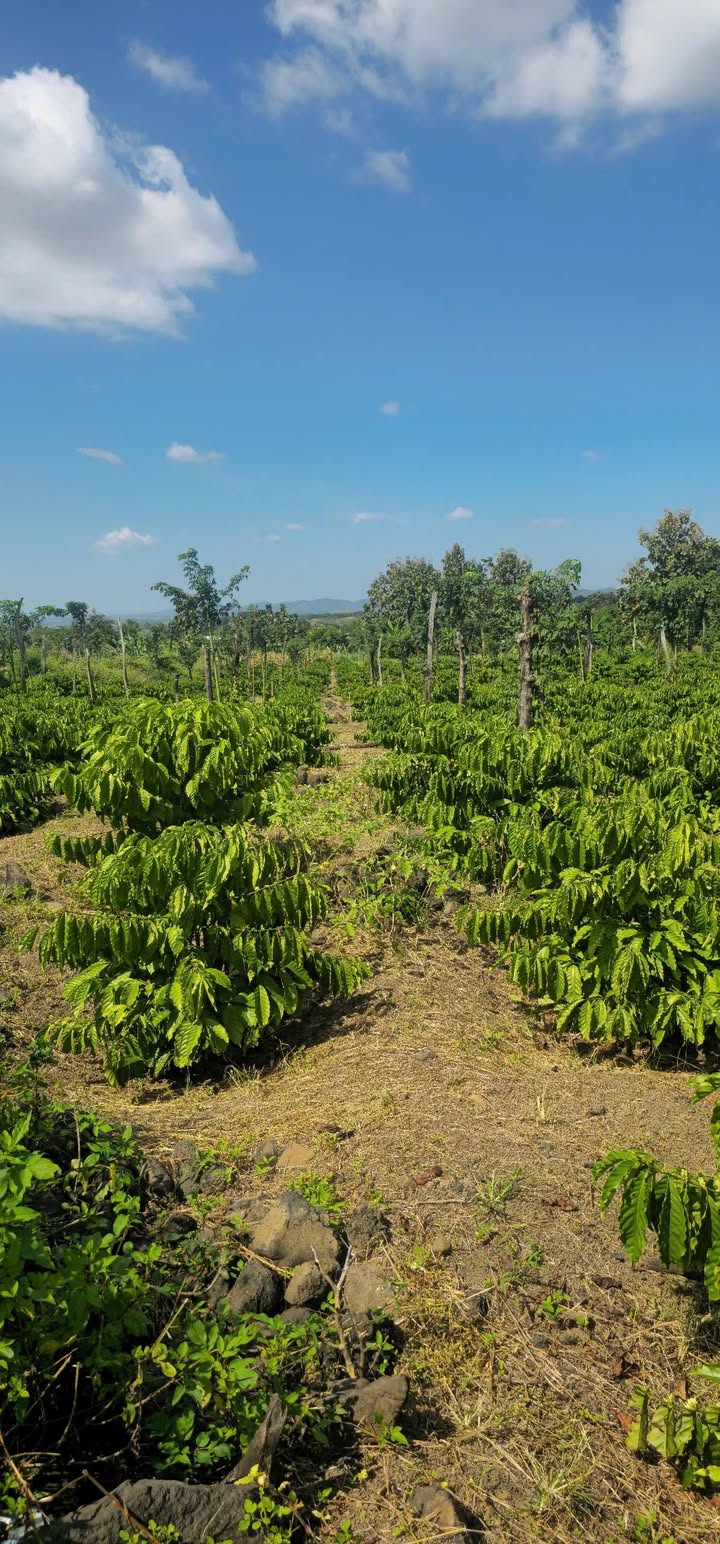 Bán gấp 9 sào đất Farm tại xã Ea Rốk, huyện Ea Súp, Đắk Lắk giá 1.2 tỷ - Cơ hội đầu tư hấp dẫn!