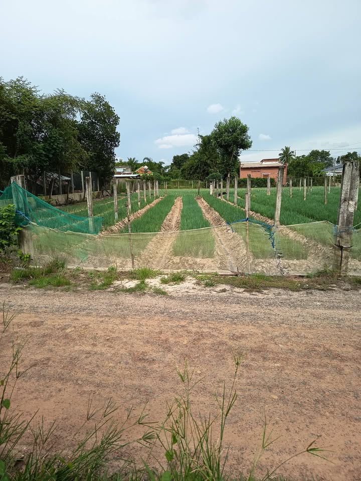 Lô đất Tiên Thuận, Bến Cầu 89m² giá 330 triệu - Pháp lý rõ ràng, sổ hồng riêng!