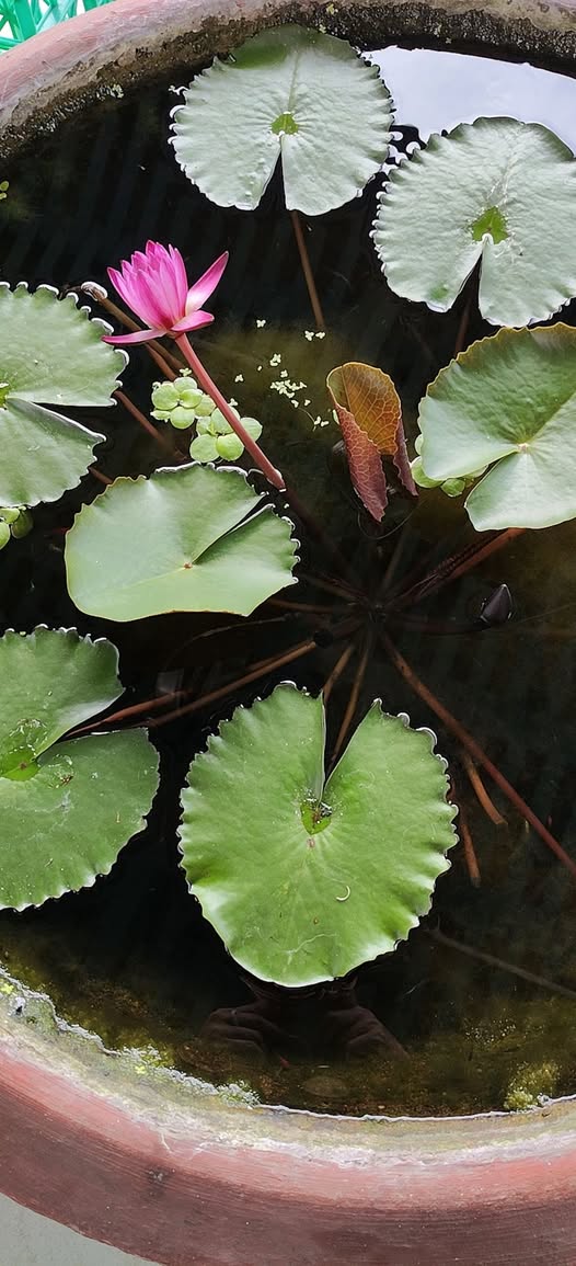 Đất nền Phường 12 Đà Lạt 68m² giá chỉ 495 triệu - Sổ đỏ chính chủ