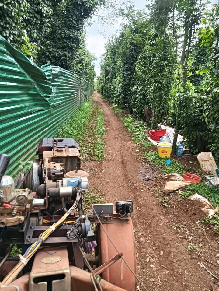 Rẫy Farm 5000m² tại Thị trấn Ea Pốk, Huyện Cư M'gar - Giá chỉ 380 triệu, sẵn sàng thu hoạch!