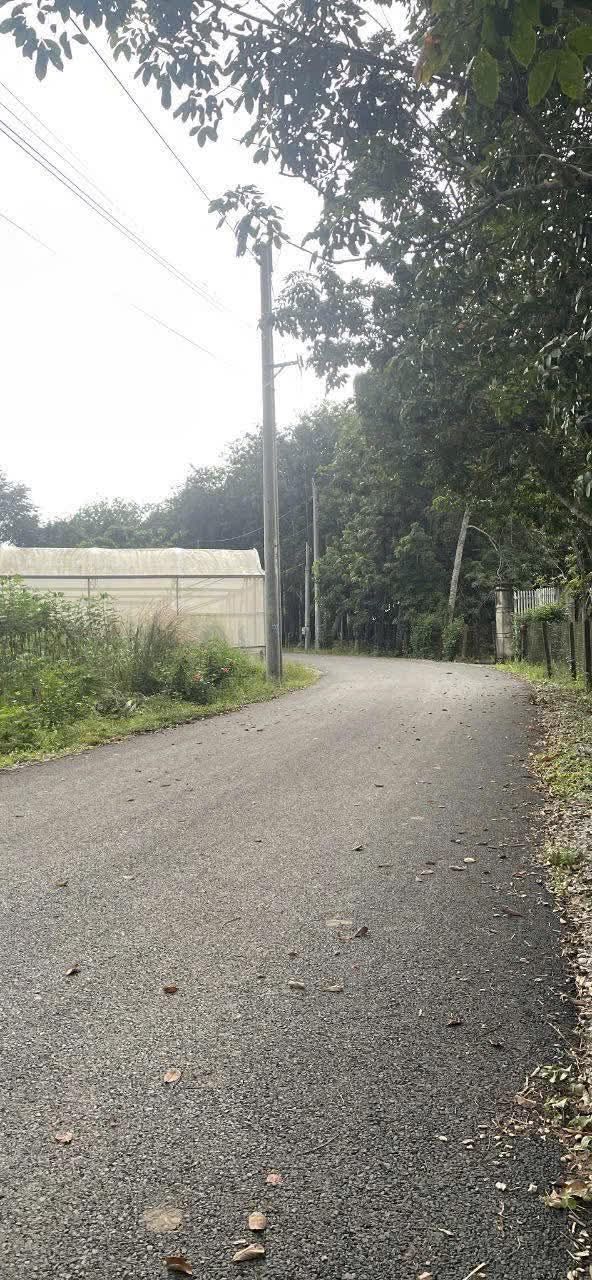 Đất nền 1000m² tại An Bình, Phú Giáo - Giá chỉ 1.2 tỷ, đầu tư sinh lời!