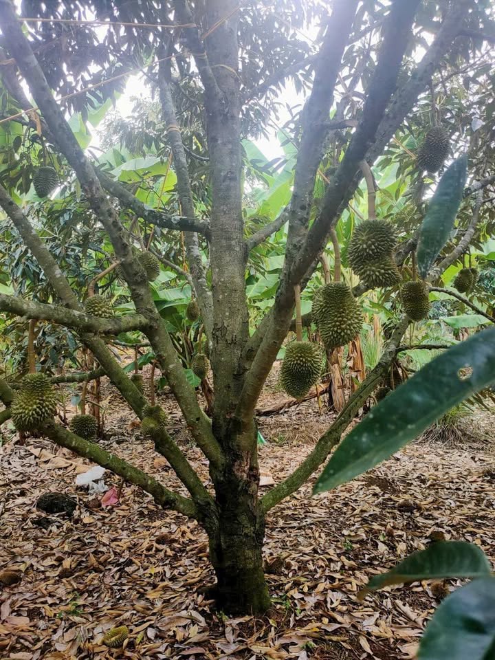 Farm 3000m² xã Sông Trầu, Trảng Bom, Đồng Nai - Giá chỉ 2.4 tỷ!