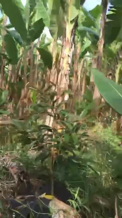 Đất nền Bàu Hàm, Trảng Bom 11.000m² giá 29 tỷ - Cơ hội đầu tư tuyệt vời!