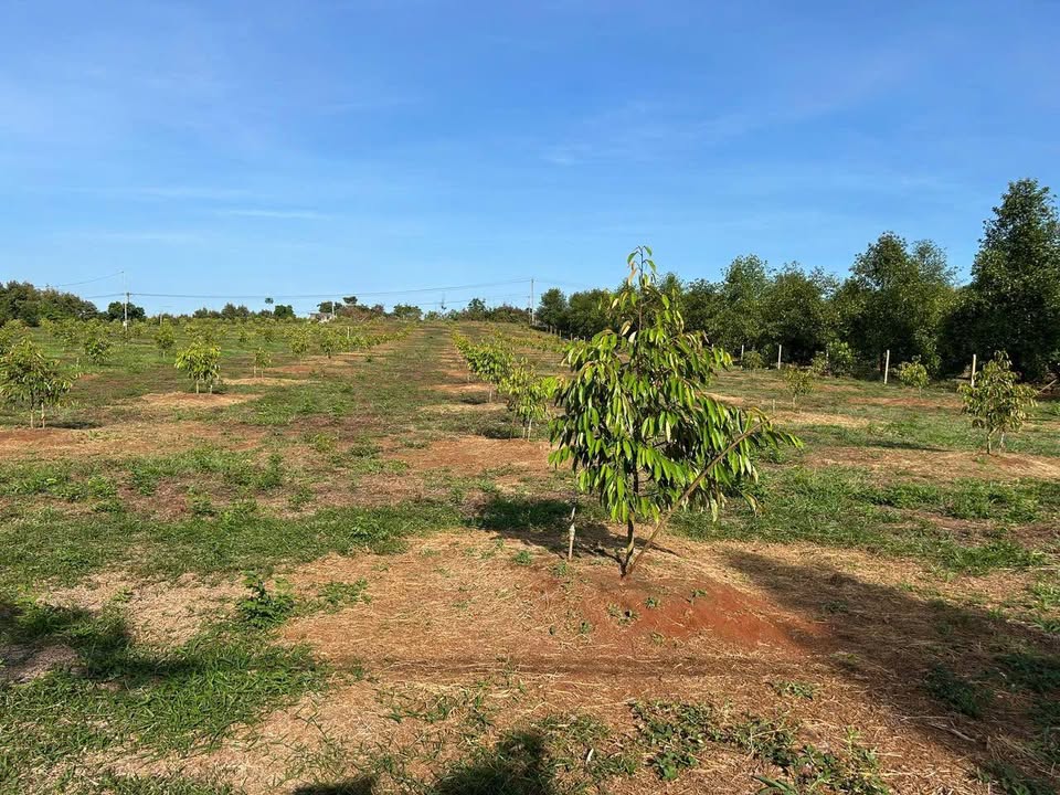 Đất nền Bàu Sau, Xuân Lập, 5000m² giá 2.1 tỷ - Chủ bán gấp!