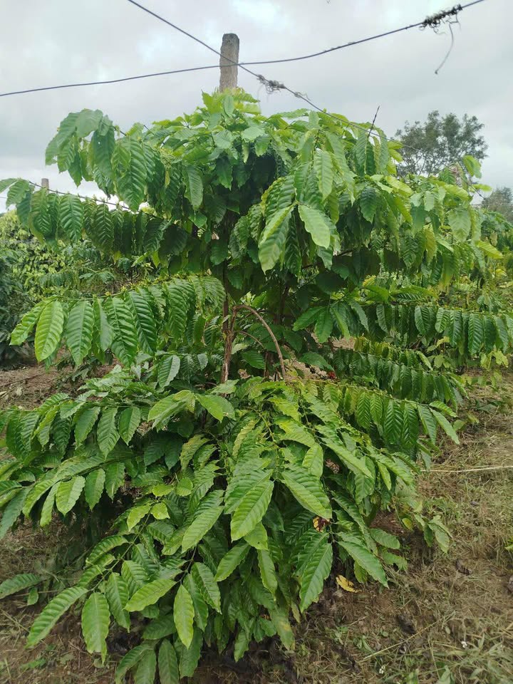 Đất Farm 1,1ha tại Ea Dah, Krông Năng - Giá chỉ 110 tỷ, ô tô vào tận nơi!