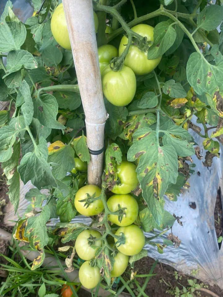 Đất nền Ka Đơn, Đơn Dương 1ha giá 280 triệu - Cơ hội đầu tư tuyệt vời!